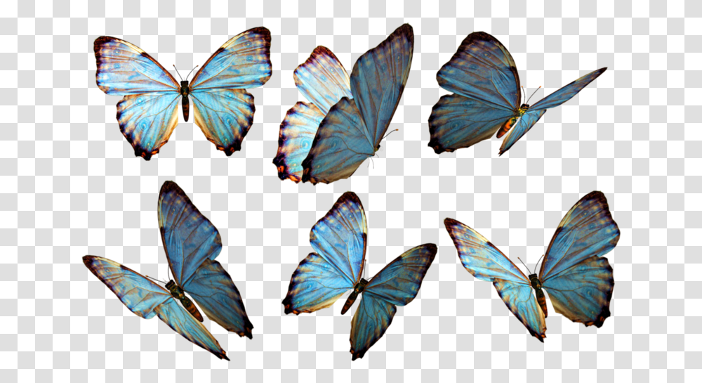 Butterflies, Butterfly, Insect, Invertebrate, Animal Transparent Png