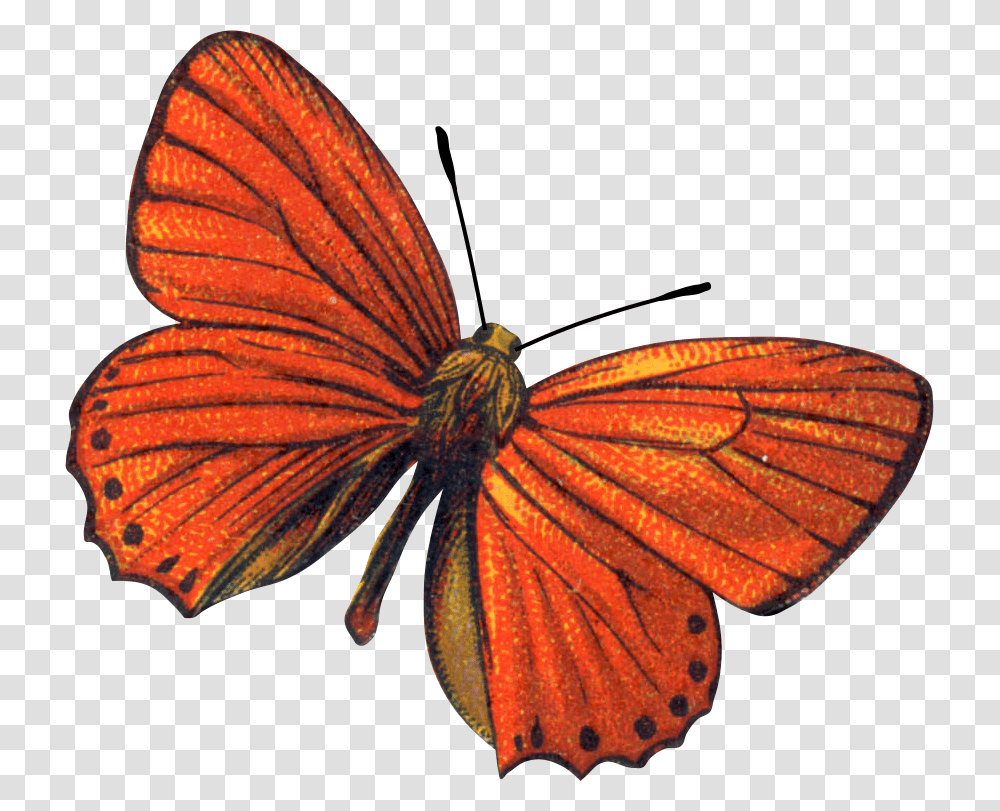 Butterflies, Butterfly, Insect, Invertebrate, Animal Transparent Png