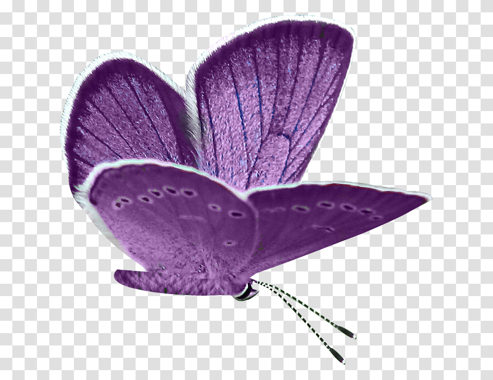Butterflies Clipart, Purple, Plant, Animal, Flower Transparent Png