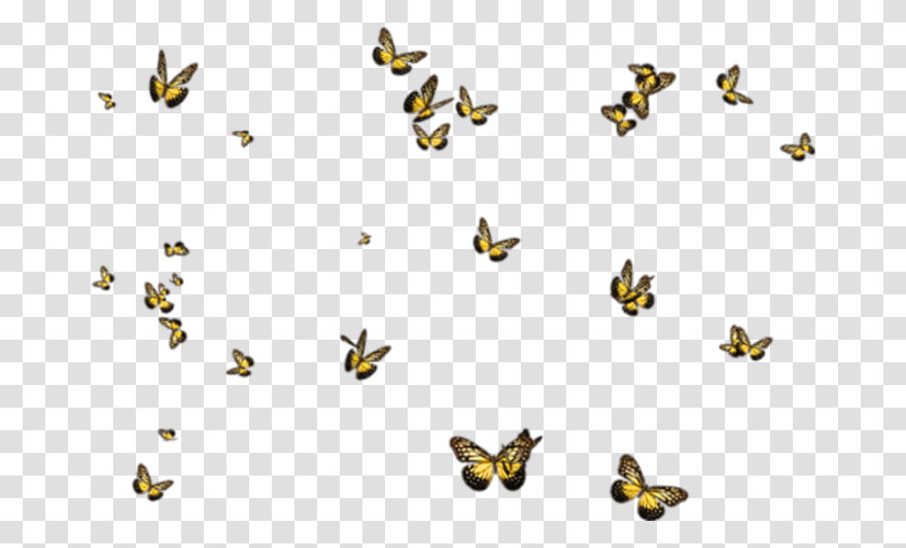 Butterflies D Halloween, Insect, Invertebrate, Animal, Butterfly Transparent Png