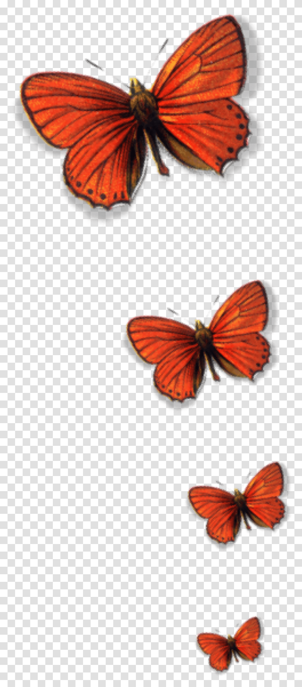 Butterflies Freetoedit Butterflies, Animal, Insect, Invertebrate, Butterfly Transparent Png