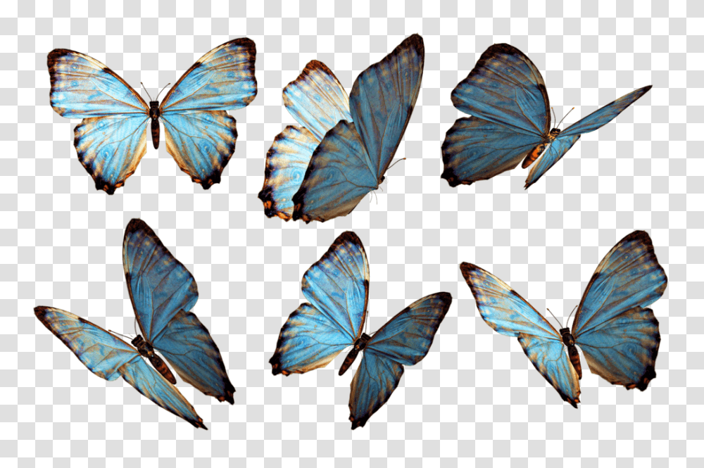 Butterflies Group Blue Butterflies, Butterfly, Insect, Invertebrate, Animal Transparent Png