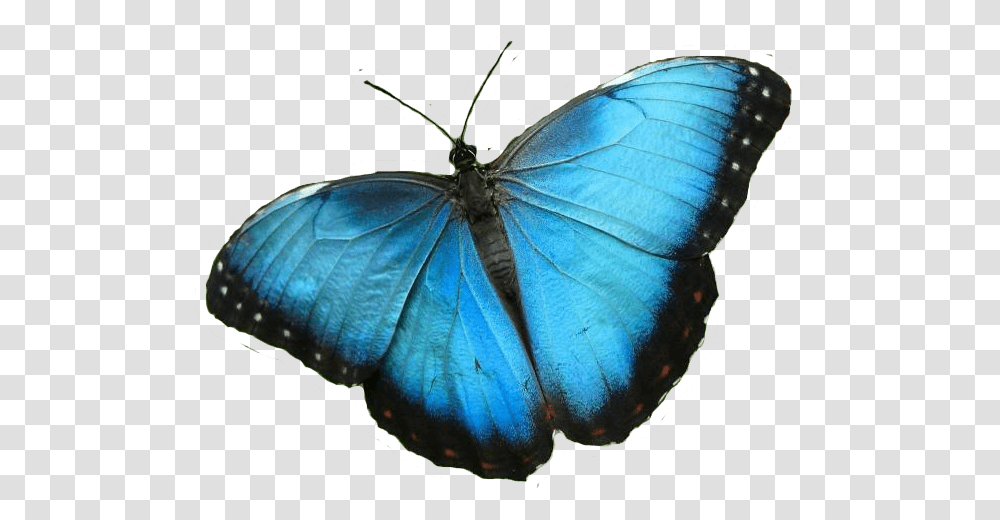 Butterflies Images Blue Morpho Butterfly, Insect, Invertebrate, Animal, Turtle Transparent Png