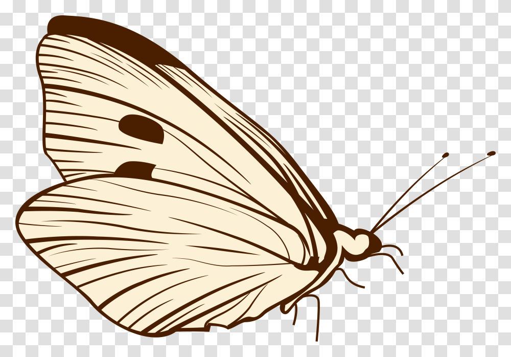 Butterflies, Insect, Invertebrate, Animal, Butterfly Transparent Png