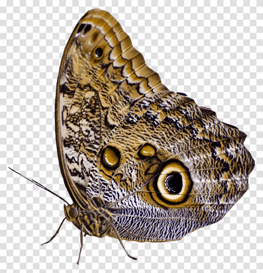 Butterflies Moth, Butterfly, Insect, Invertebrate, Animal Transparent Png