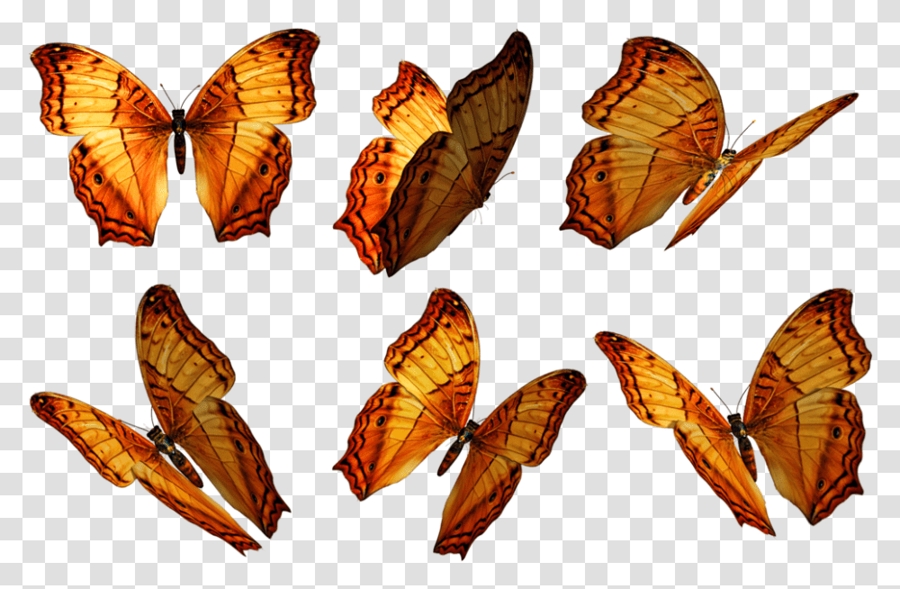 Butterflies Pic Free Butterfly Overlay Photoshop, Insect, Invertebrate, Animal, Monarch Transparent Png