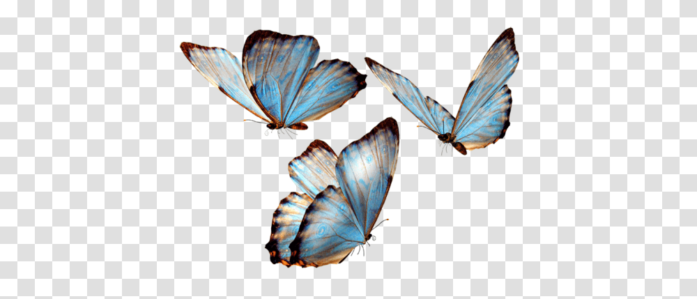 Butterflies Pictures, Butterfly, Insect, Invertebrate, Animal Transparent Png