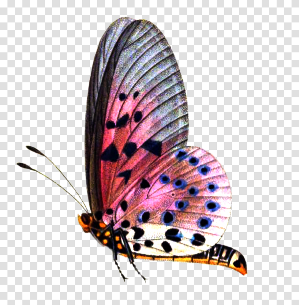 Butterflies Pictures, Insect, Invertebrate, Animal, Butterfly Transparent Png