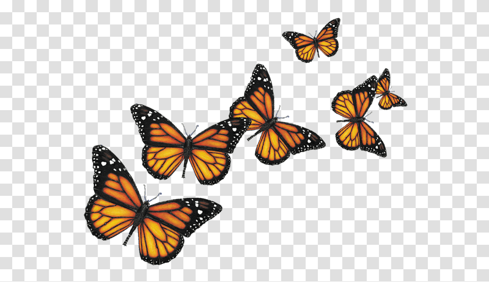 Butterflies Pictures, Monarch, Butterfly, Insect, Invertebrate Transparent Png