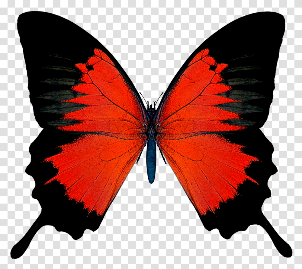 Butterflies Red And Black, Insect, Invertebrate, Animal, Butterfly Transparent Png