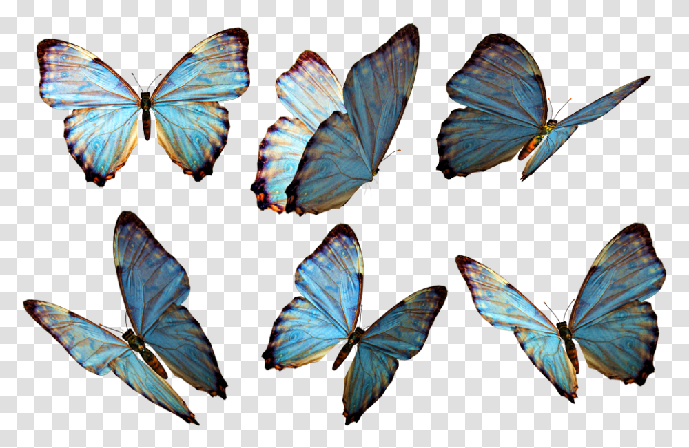 Butterflies Stock By Roy D Butterflies, Butterfly, Insect, Invertebrate, Animal Transparent Png