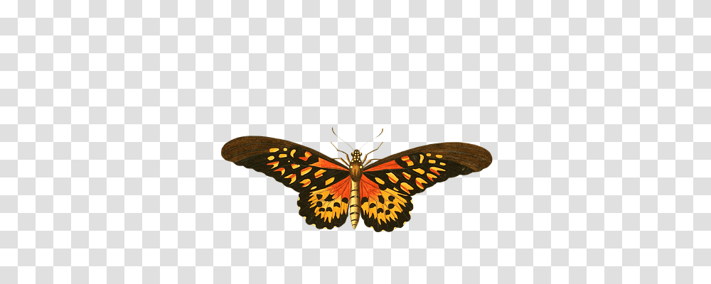 Butterfly Animals, Insect, Invertebrate, Chandelier Transparent Png