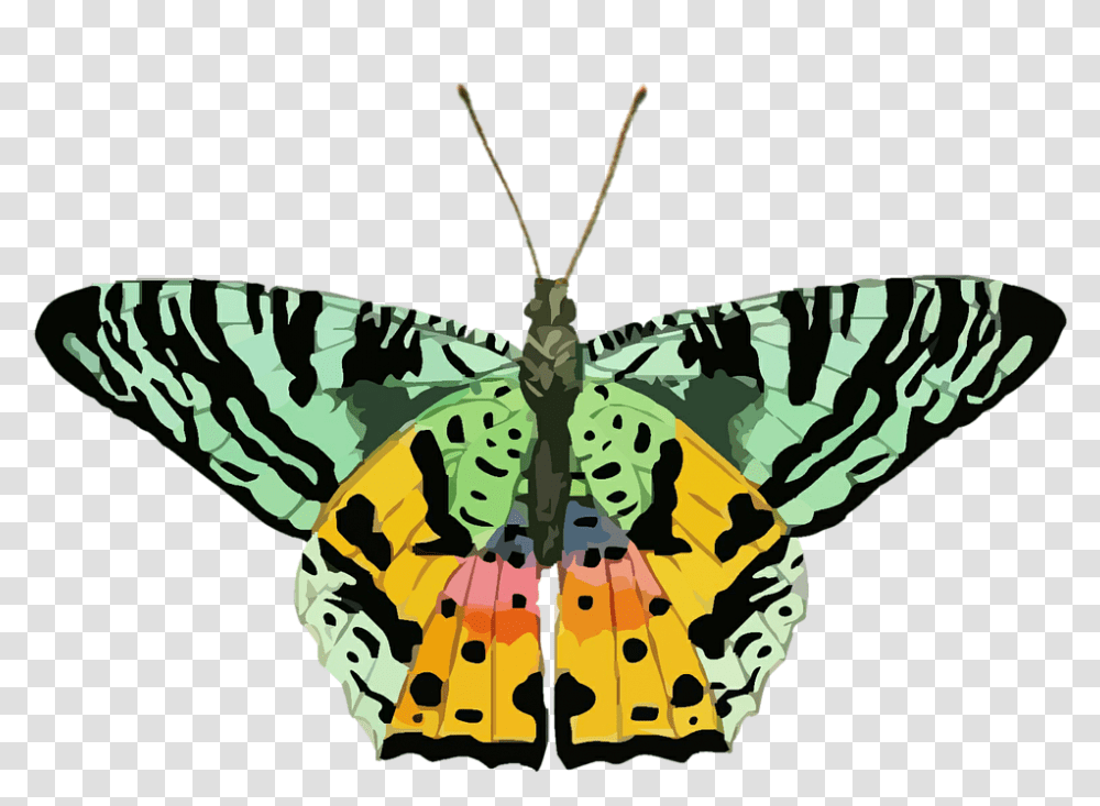 Butterfly 960, Insect, Invertebrate, Animal, Moth Transparent Png