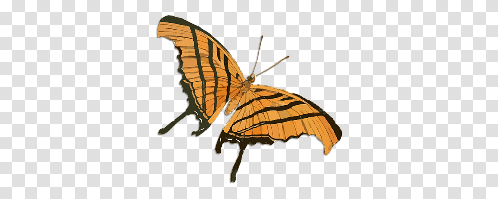 Butterfly Tool, Insect, Invertebrate, Animal Transparent Png