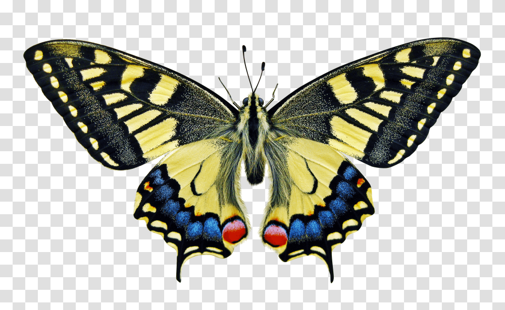 Butterfly Clip, Holiday Transparent Png