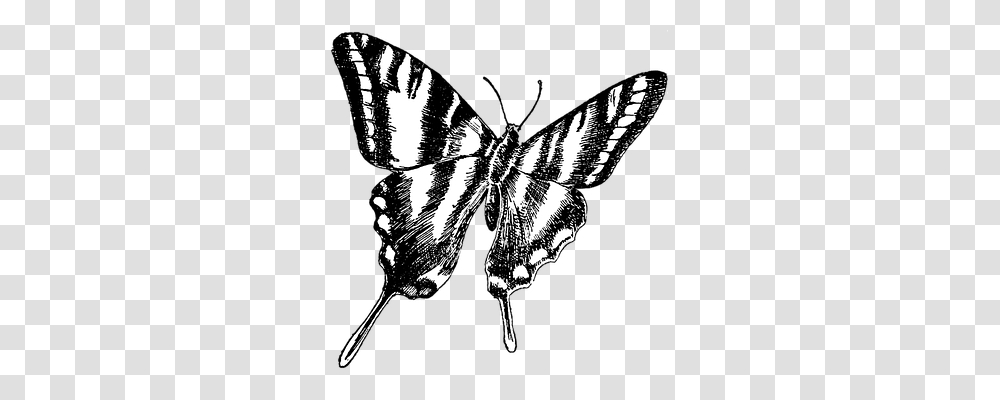 Butterfly Insect, Invertebrate, Animal, Moth Transparent Png