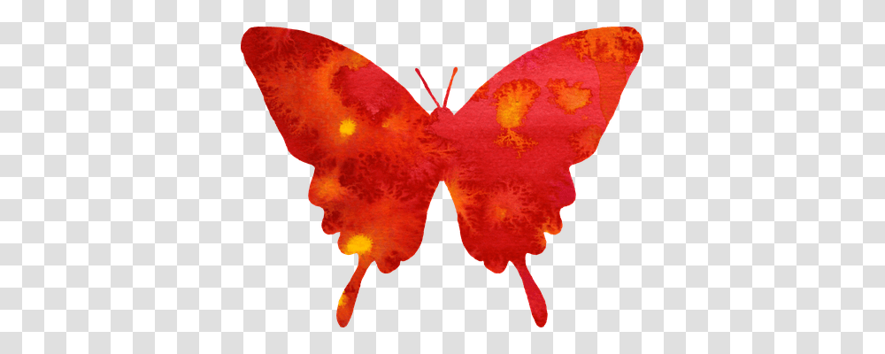 Butterfly Nature, Leaf, Plant, Insect Transparent Png