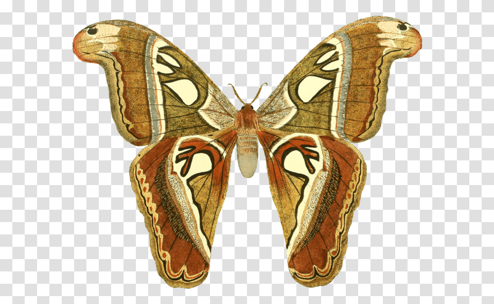 Butterfly 1920 Sophia Bush You're Allowed, Moth, Insect, Invertebrate, Animal Transparent Png