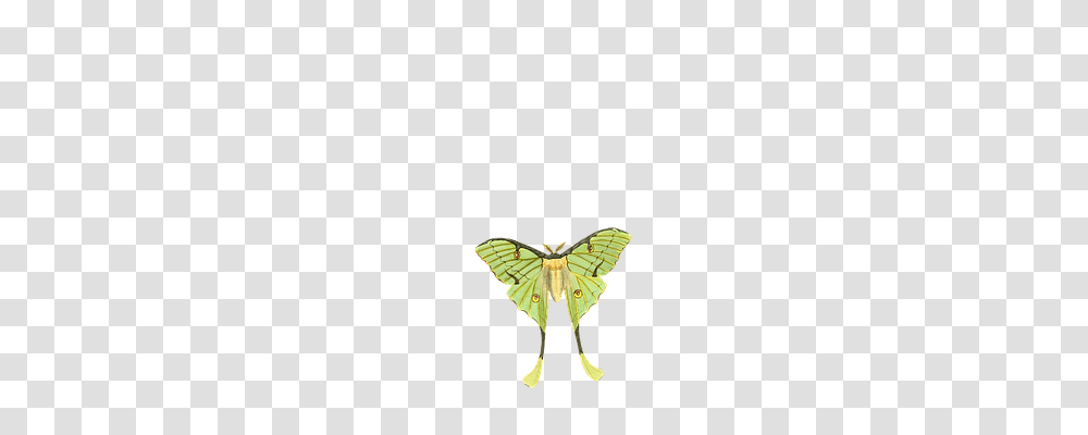 Butterfly Animals, Insect, Invertebrate, Moth Transparent Png