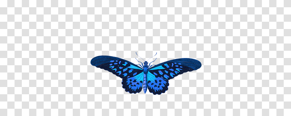 Butterfly Animals, Insect, Invertebrate, Purple Transparent Png