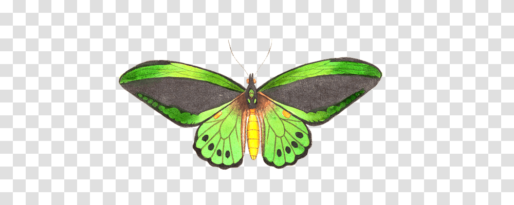 Butterfly Animals, Insect, Invertebrate, Moth Transparent Png