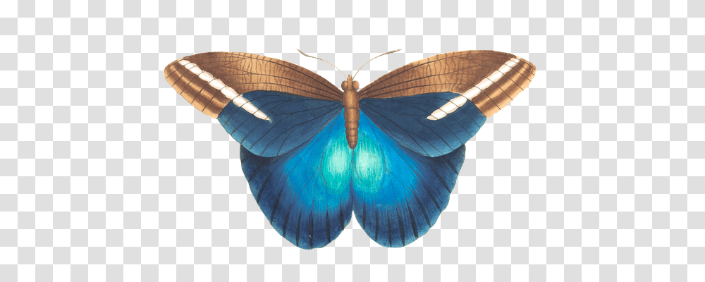 Butterfly Animals, Insect, Invertebrate, Ornament Transparent Png