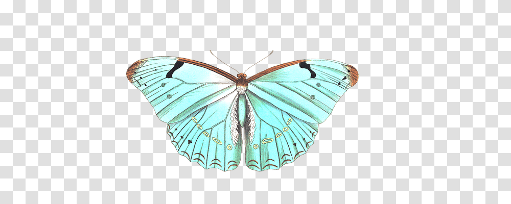 Butterfly Animals, Insect, Invertebrate, Moth Transparent Png