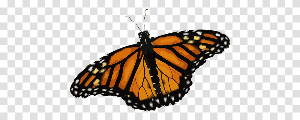 Butterfly Nature, Monarch, Insect, Invertebrate Transparent Png