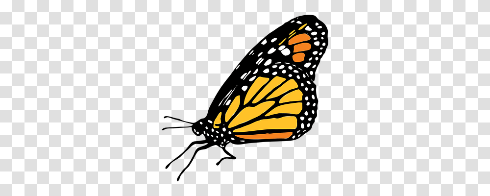 Butterfly Animals, Monarch, Insect, Invertebrate Transparent Png