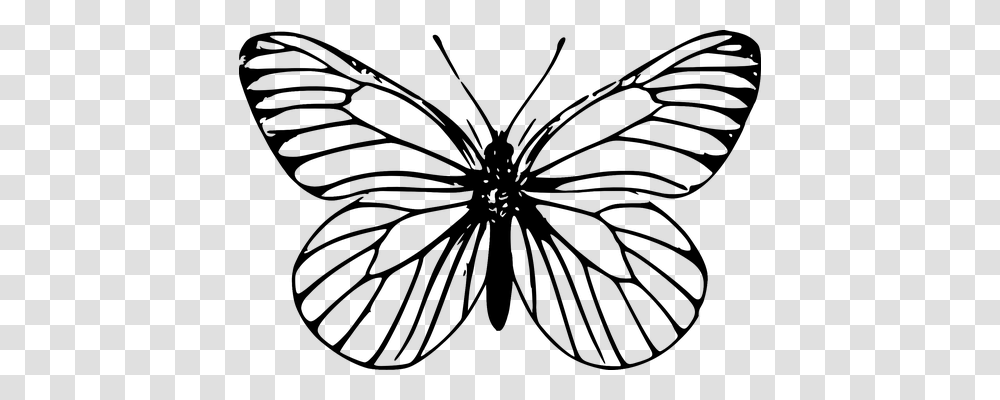 Butterfly Animals, Gray, World Of Warcraft Transparent Png