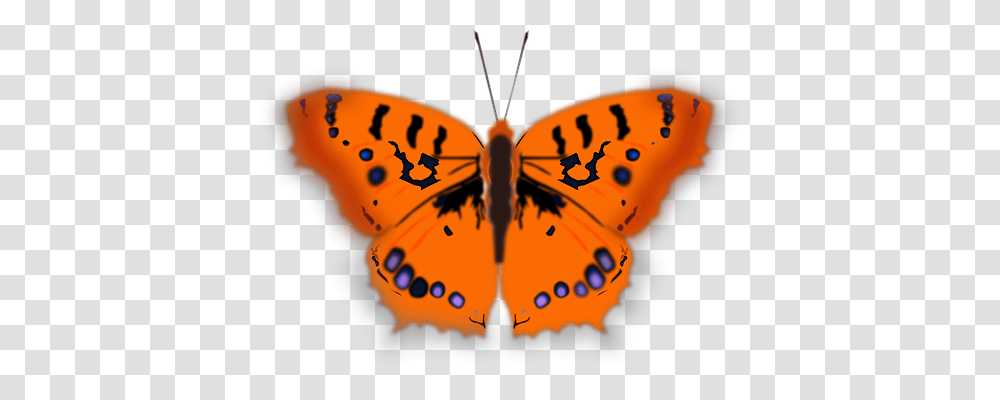 Butterfly Animals, Insect, Invertebrate, Monarch Transparent Png