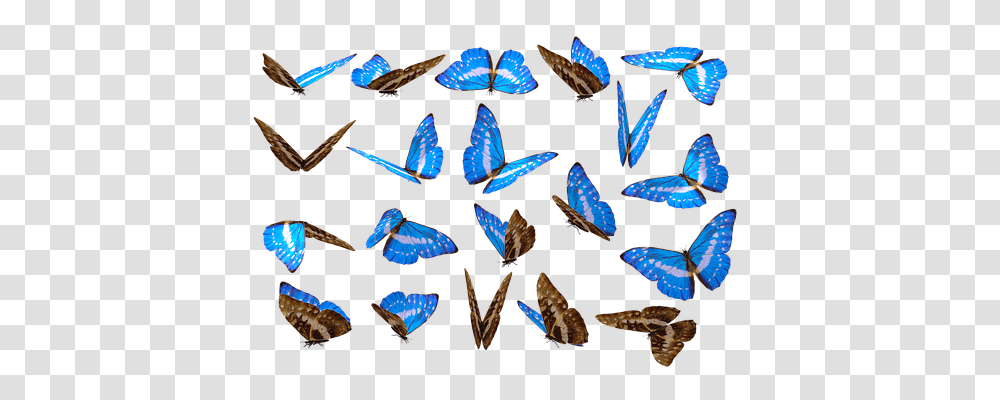 Butterfly Nature, Animal, Sea Life, Seashell Transparent Png