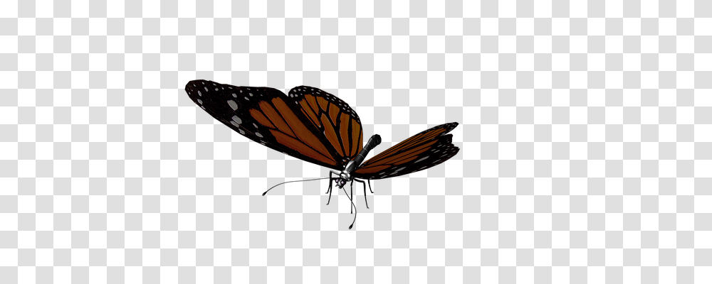 Butterfly Animals, Insect, Invertebrate, Monarch Transparent Png