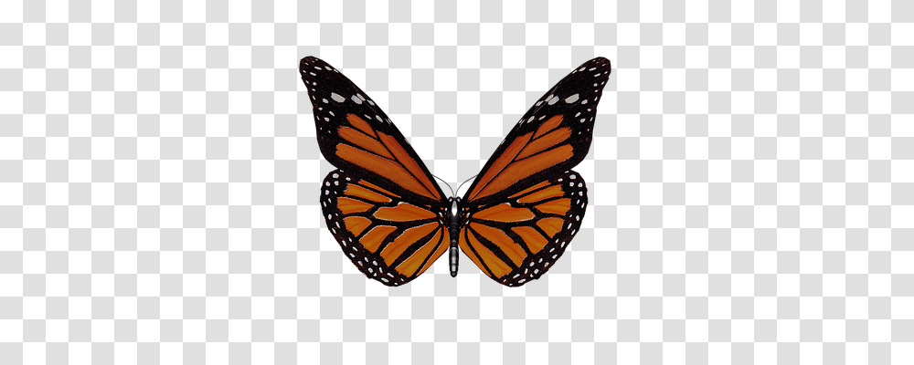 Butterfly Animals, Monarch, Insect, Invertebrate Transparent Png