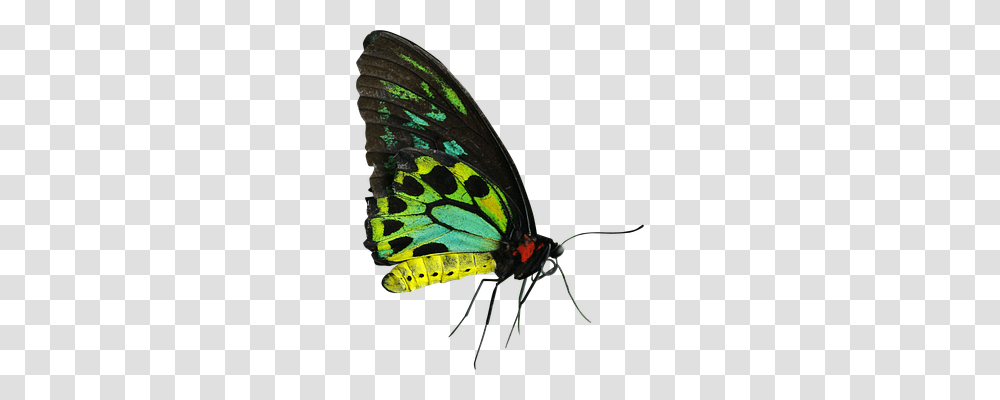 Butterfly Animals, Insect, Invertebrate, Monarch Transparent Png