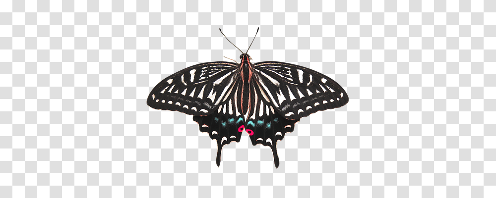 Butterfly Insect, Invertebrate, Animal, Moth Transparent Png