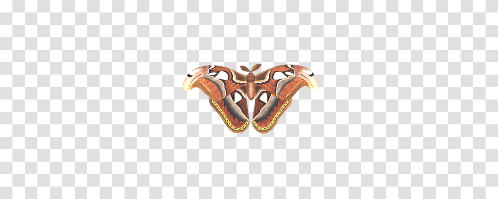 Butterfly Animals, Moth, Insect, Invertebrate Transparent Png