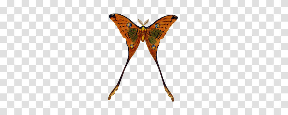 Butterfly Animals, Moth, Insect, Invertebrate Transparent Png