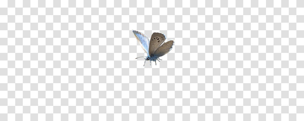 Butterfly Animals, Insect, Invertebrate, Spider Transparent Png