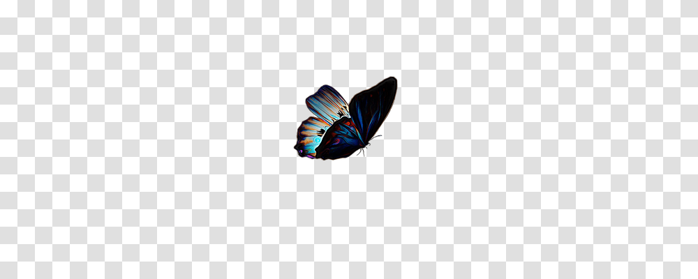 Butterfly Nature, Ornament, Pattern, Fractal Transparent Png