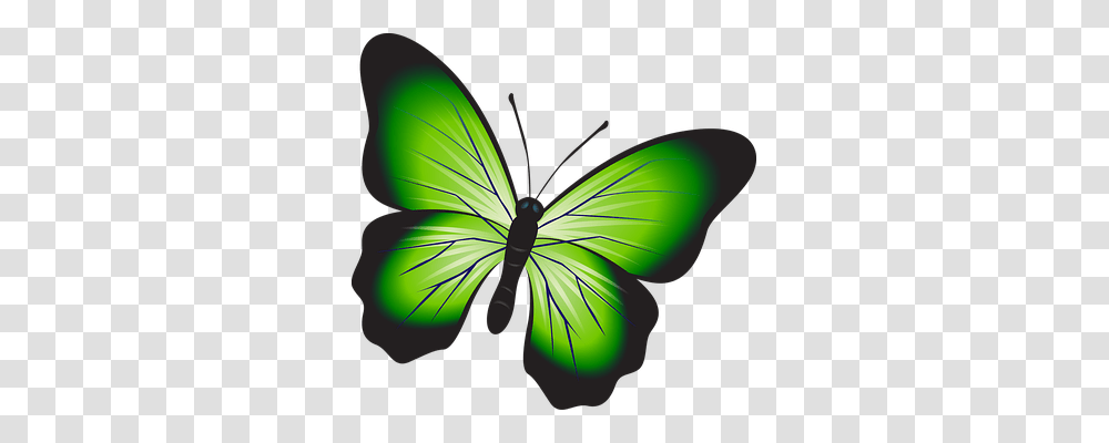 Butterfly Nature, Insect, Invertebrate, Animal Transparent Png