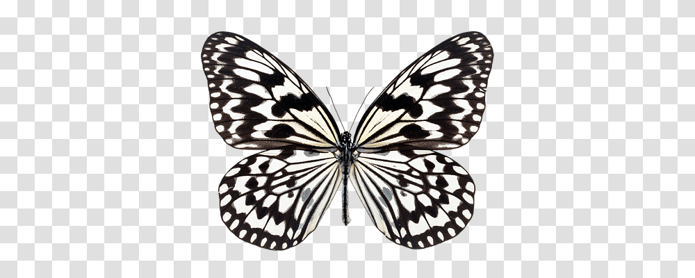 Butterfly Nature, Insect, Invertebrate, Animal Transparent Png