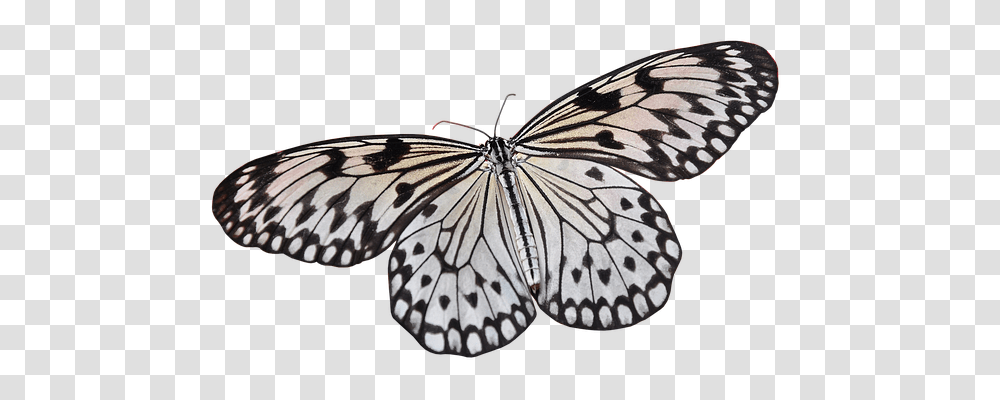 Butterfly Animals, Insect, Invertebrate, Monarch Transparent Png