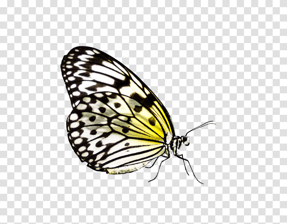Butterfly 960, Insect, Monarch, Invertebrate, Animal Transparent Png