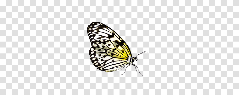 Butterfly Animals, Monarch, Insect, Invertebrate Transparent Png