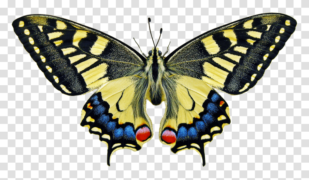 Butterfly 960, Insect, Invertebrate, Animal, Monarch Transparent Png
