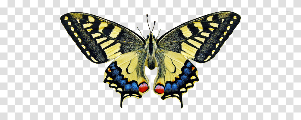 Butterfly Technology, Insect, Invertebrate, Animal Transparent Png