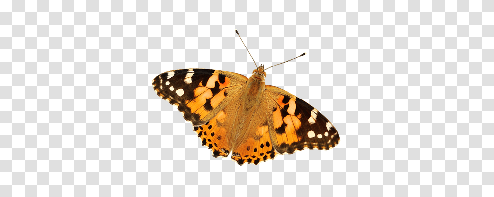 Butterfly Nature, Insect, Invertebrate, Animal Transparent Png