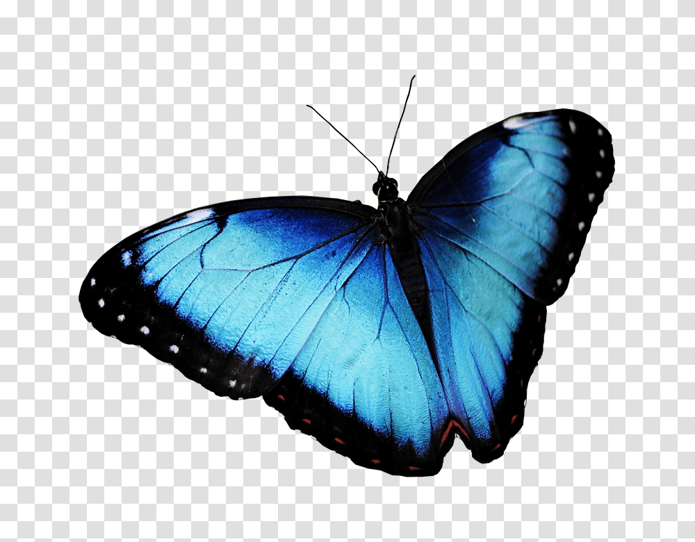 Butterfly 960, Insect, Invertebrate, Animal, Monarch Transparent Png