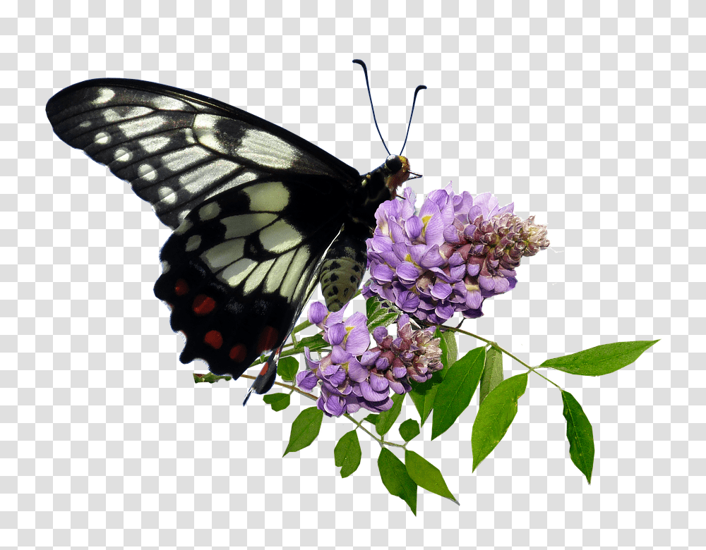 Butterfly 960, Insect, Invertebrate, Animal, Plant Transparent Png
